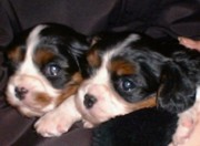 Two Cavalier King Charles Spaniels, about 5 weeks old.